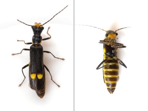Malthinus scriptus